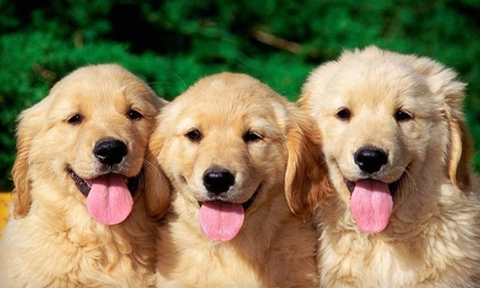 Puppy Love