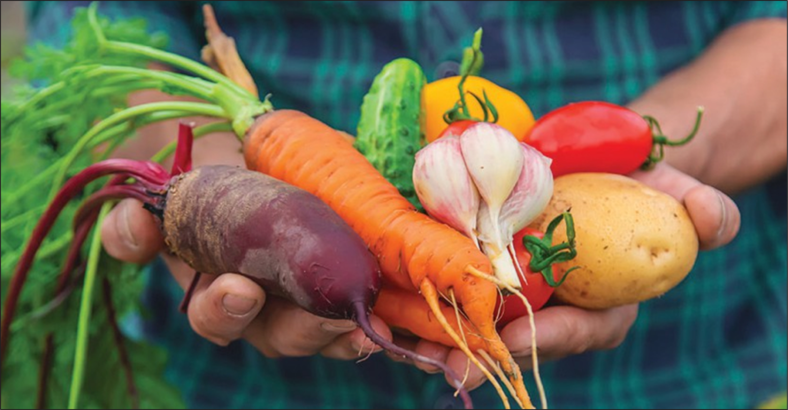 How to Help Your Veggies Grow - We Asked an Expert